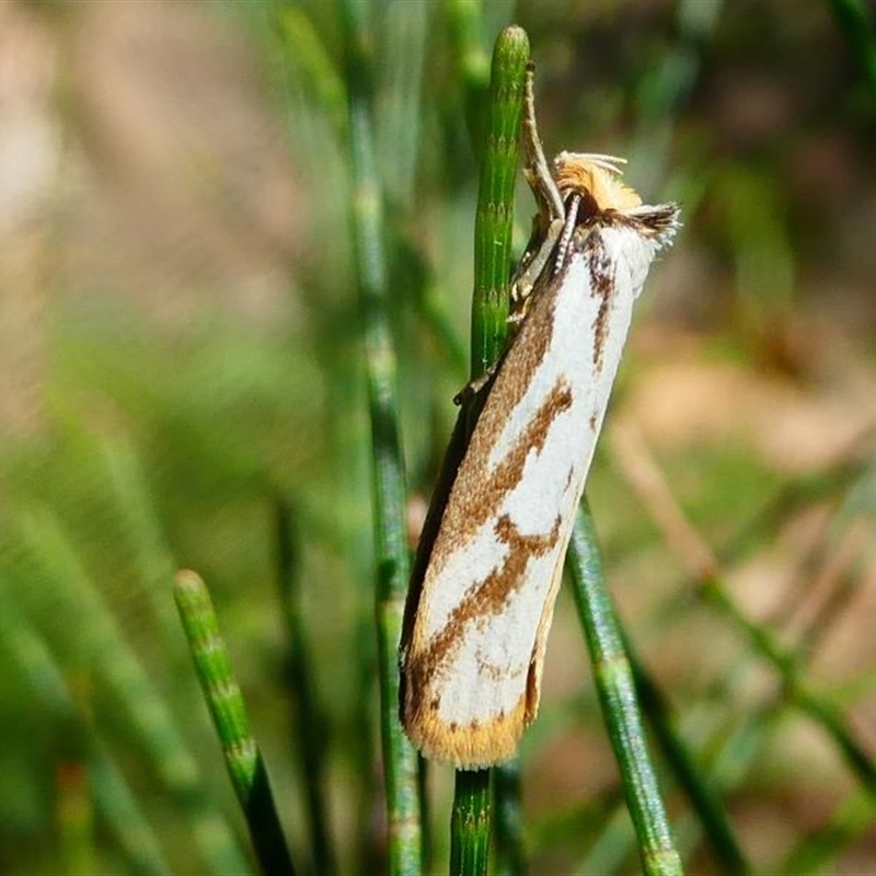 Philobota cretacea