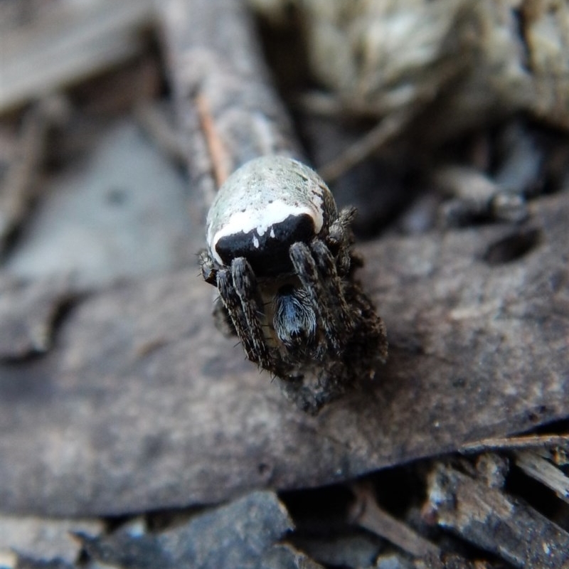 Araneus dimidiatus