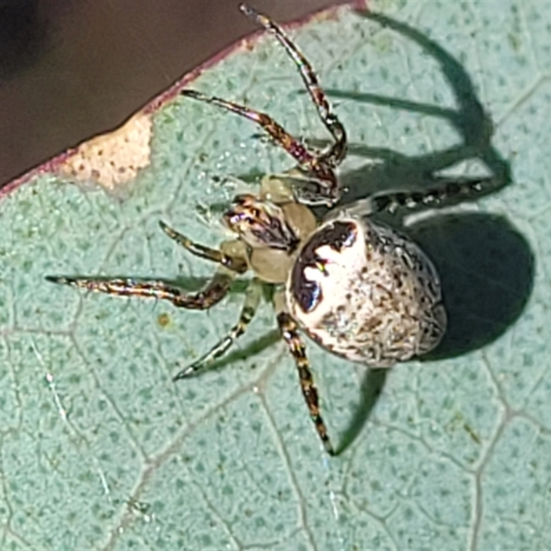 Araneus dimidiatus