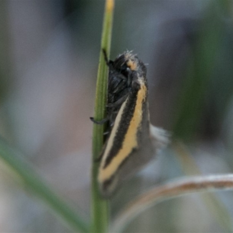 Philobota ellenella