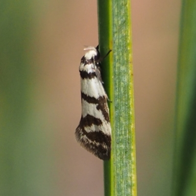 Philobota impletella Group