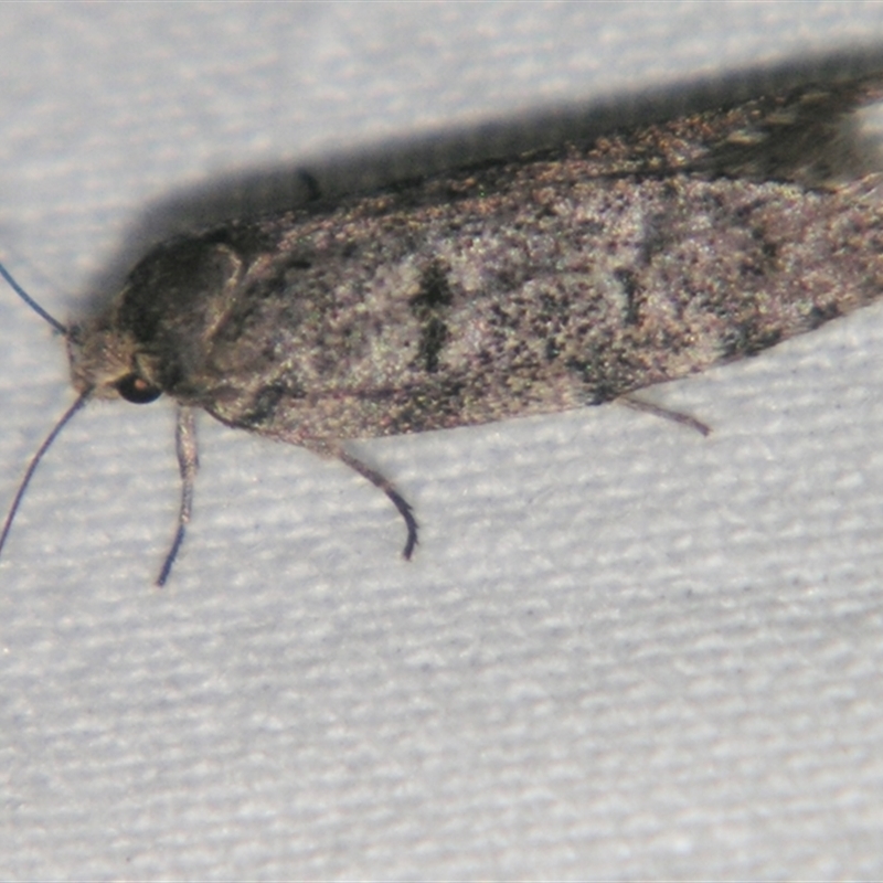 Philobota mucida