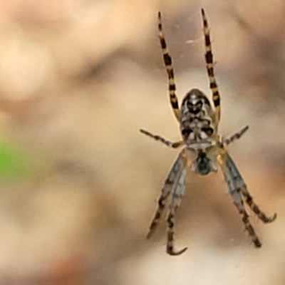 Araneus eburnus