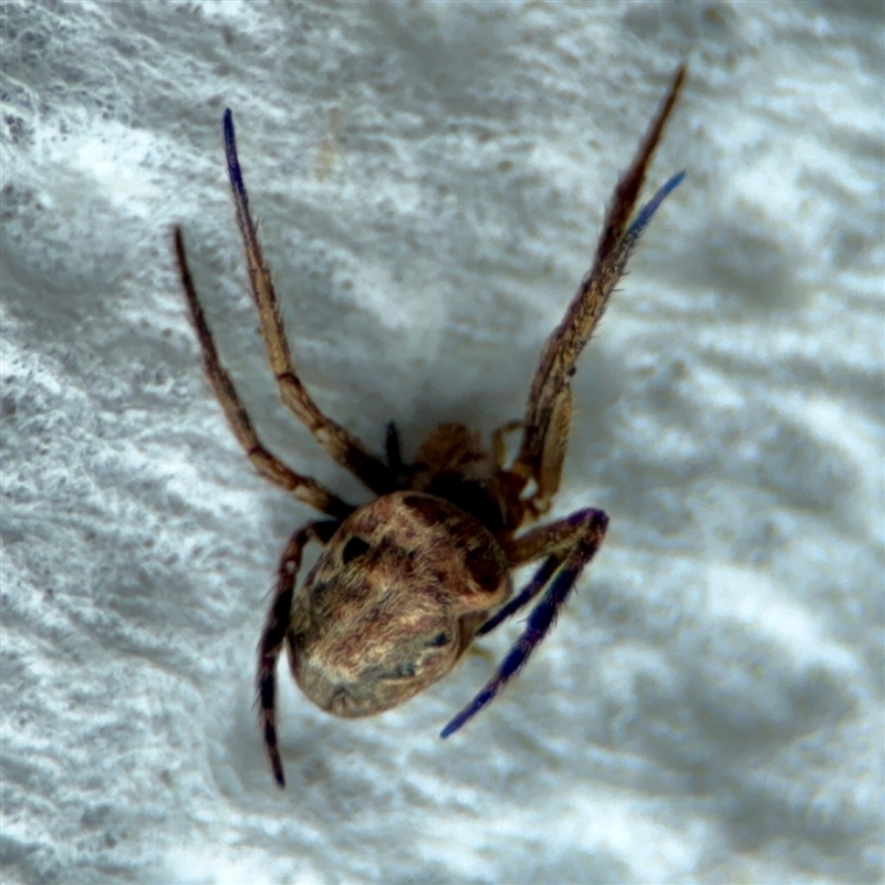 Araneus eburnus