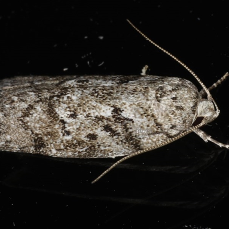 Philobota philostaura