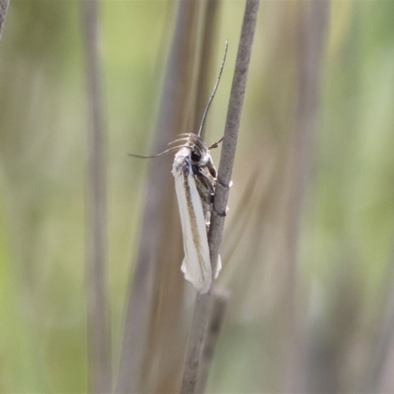 Philobota pilipes