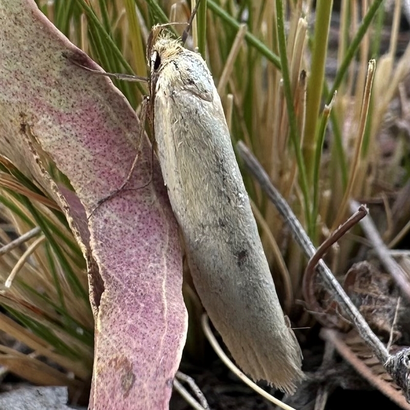 Philobota productella