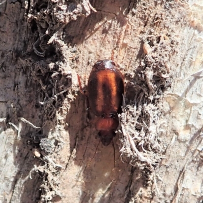 Philophlaeus sp. (genus)