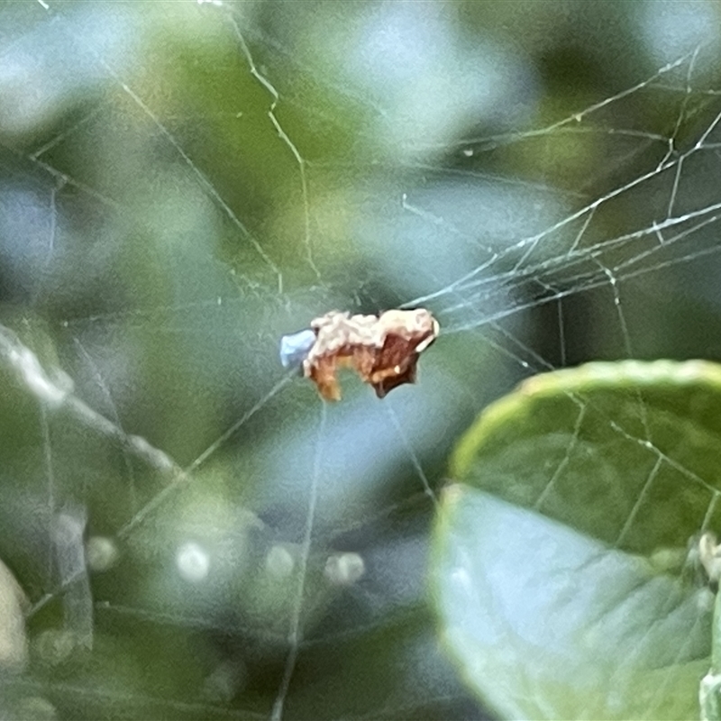 Philoponella congregabilis