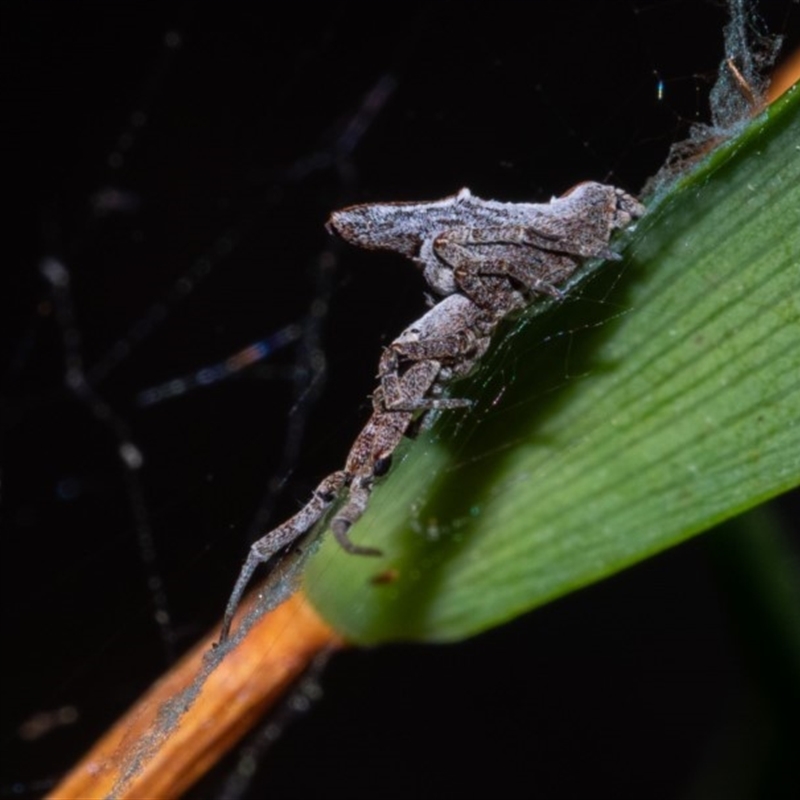 Philoponella sp. (genus)