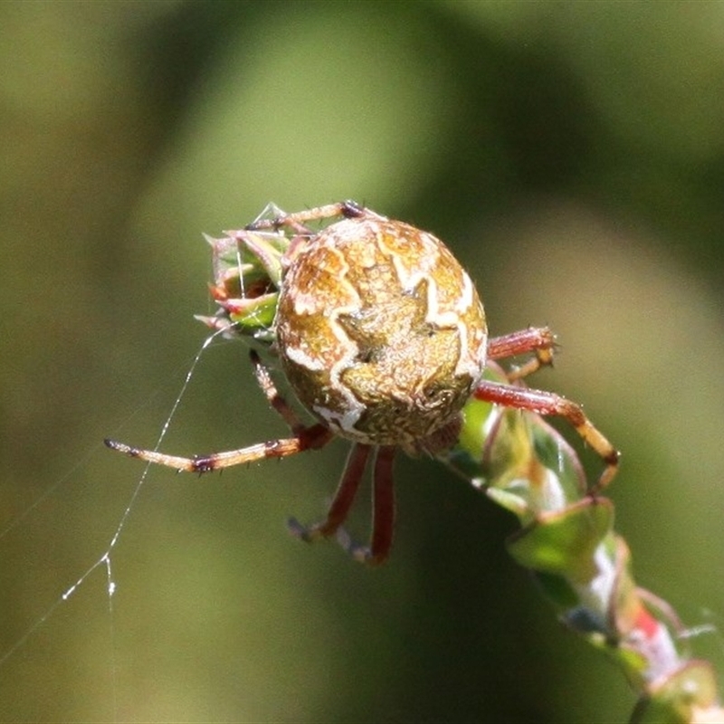 Araneus hamiltoni