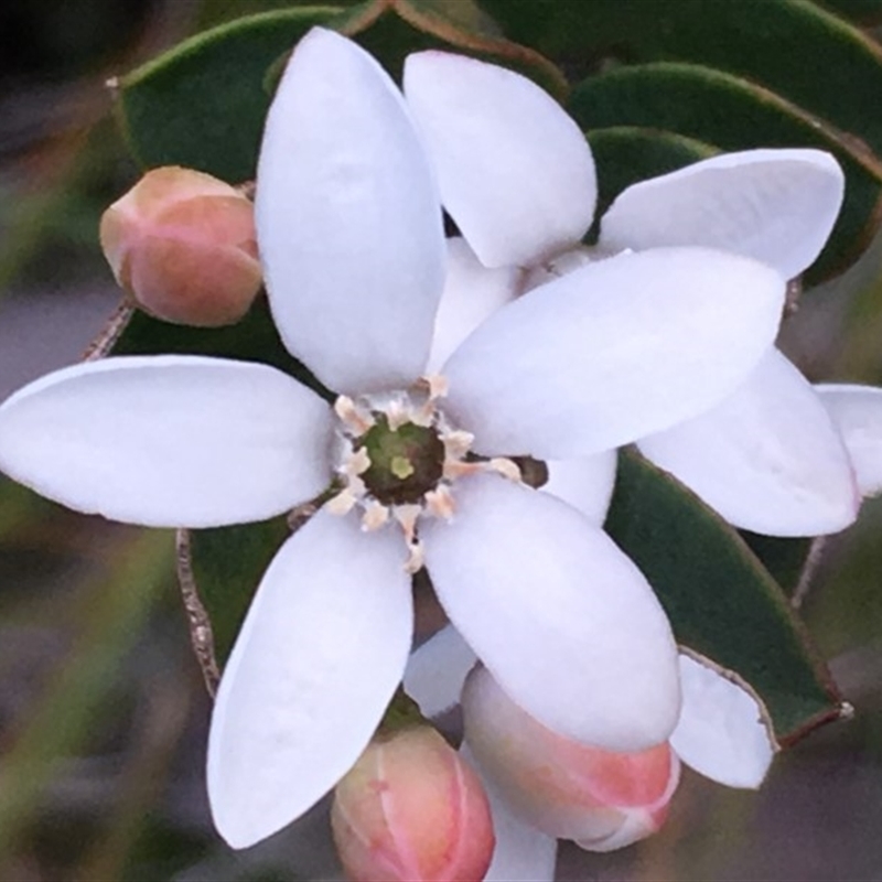 Philotheca buxifolia subsp. buxifolia