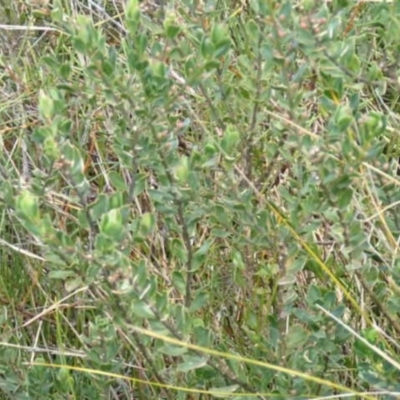 Philotheca buxifolia subsp. buxifolia