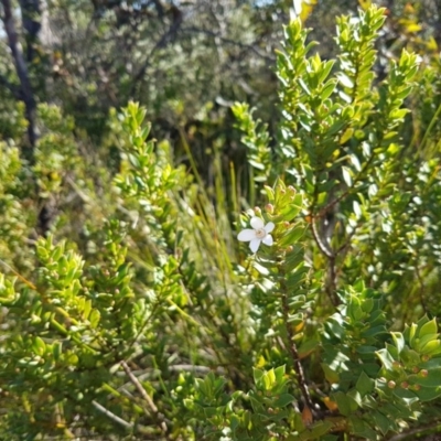 Philotheca buxifolia subsp. buxifolia