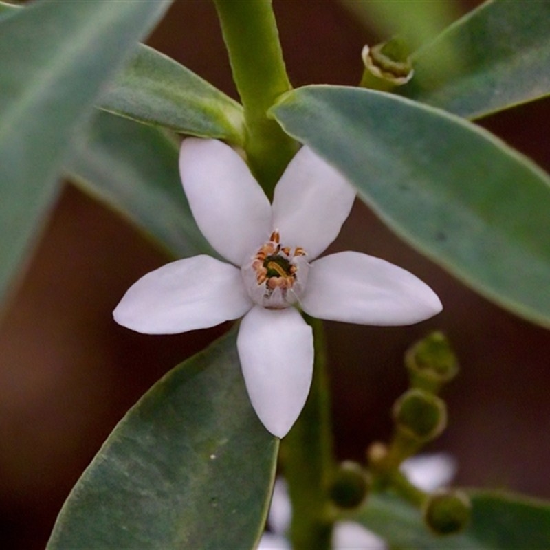 Philotheca myoporoides