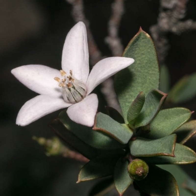 Philotheca myoporoides subsp. brevipedunculata