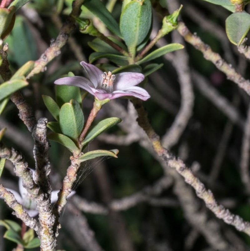 Philotheca myoporoides subsp. brevipedunculata