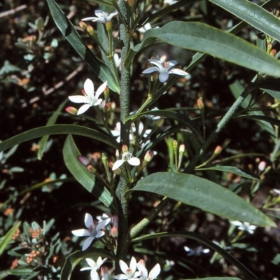 Philotheca myoporoides subsp. myoporoides
