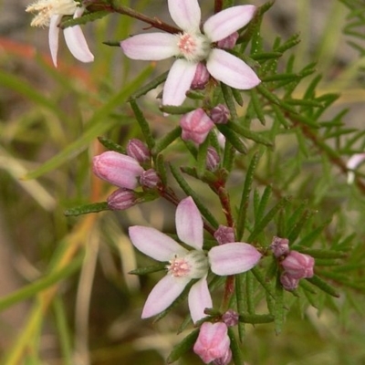 Philotheca salsolifolia subsp. salsolifolia