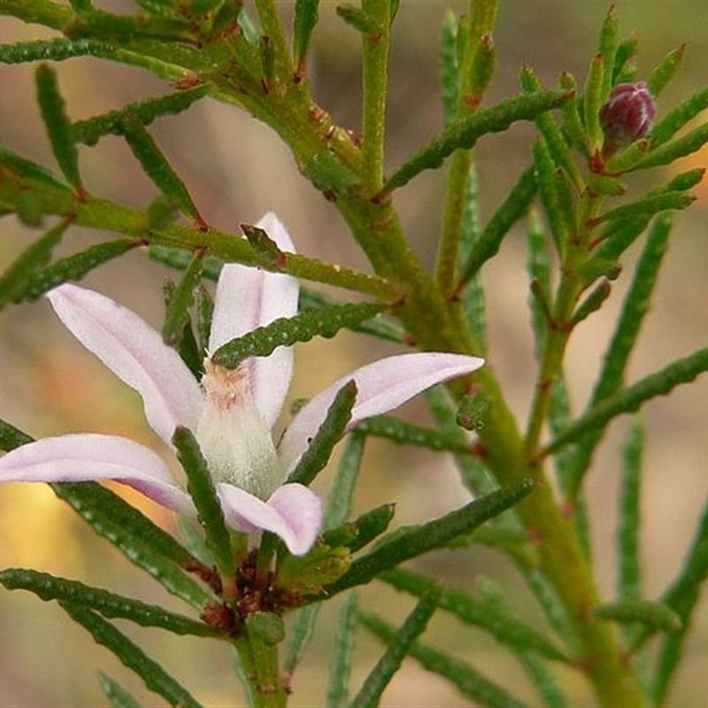 Philotheca salsolifolia subsp. salsolifolia