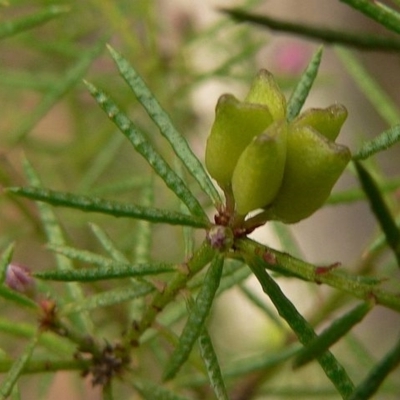 Philotheca salsolifolia subsp. salsolifolia