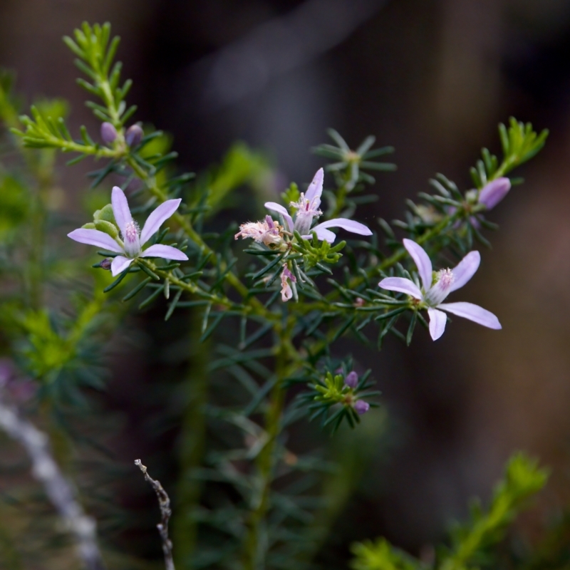 Philotheca salsolifolia subsp. salsolifolia