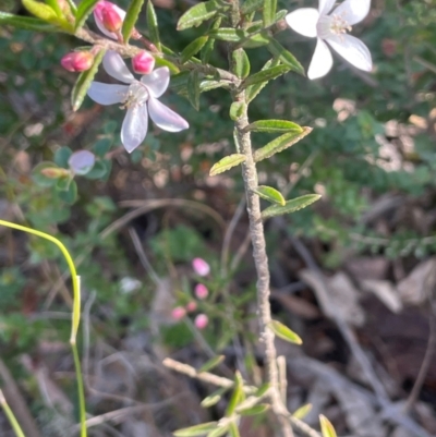 Philotheca scabra