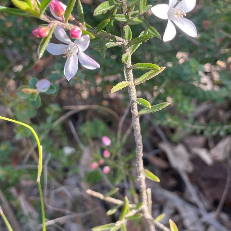 Philotheca scabra