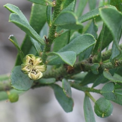 Philotheca trachyphylla