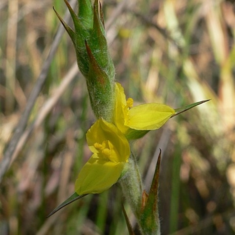 Philydrum lanuginosum