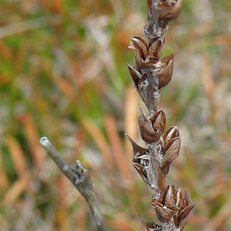 Philydrum lanuginosum