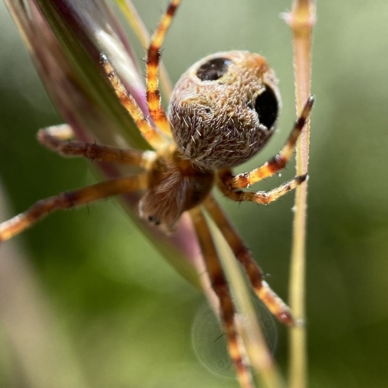 Araneus sp. (genus)