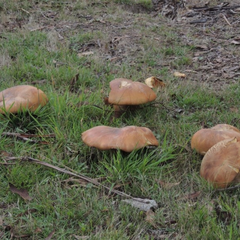 Phlebopus marginatus