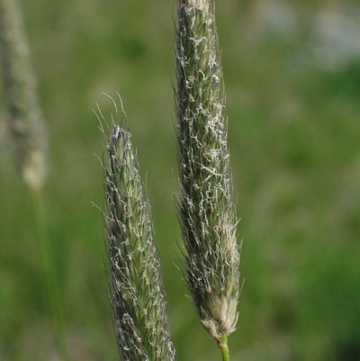 Phleum pratense