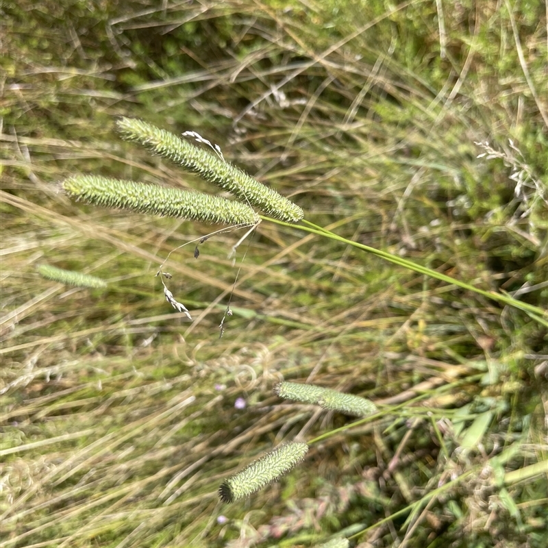 Phleum pratense