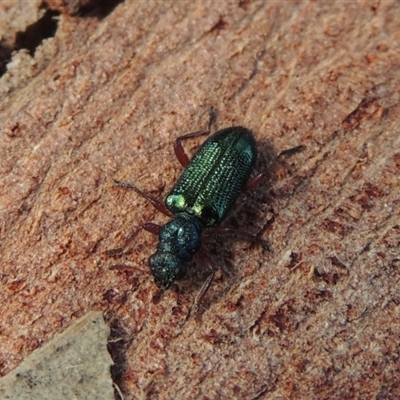 Phlogistus sp. (genus)