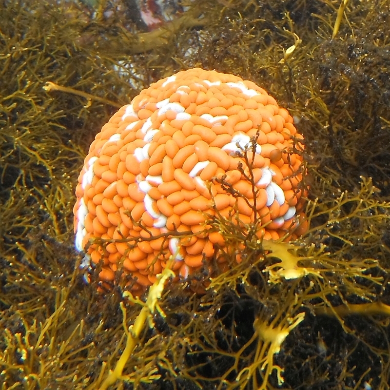 Phlyctenactis tuberculosa