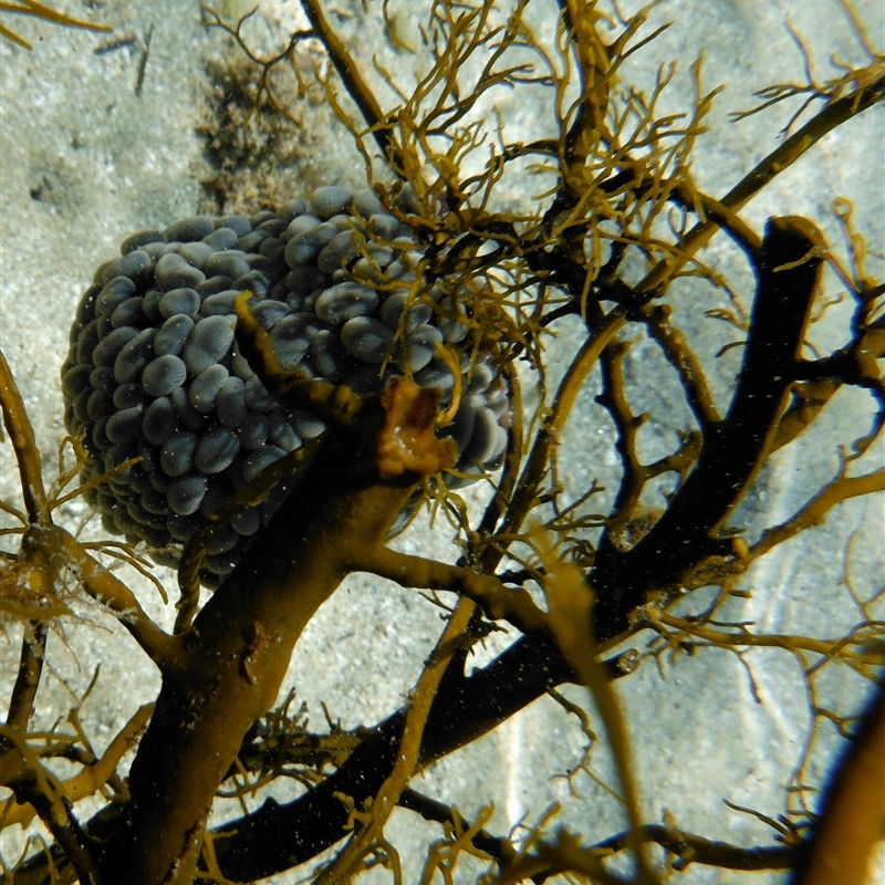 Phlyctenactis tuberculosa