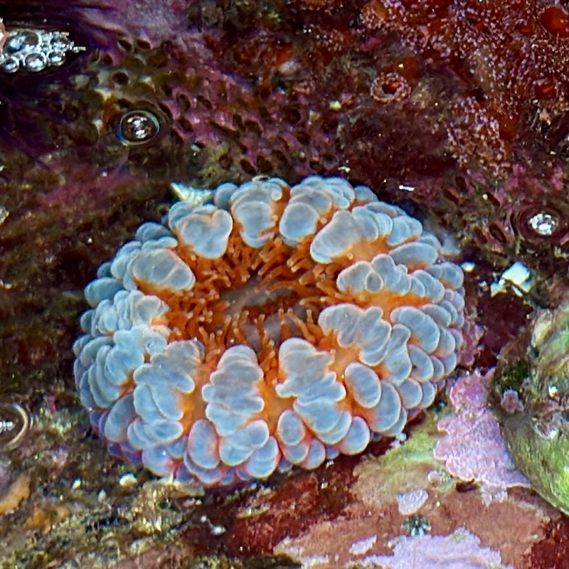 Phlyctenanthus australis