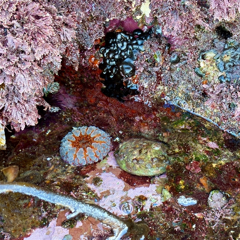 Phlyctenanthus australis