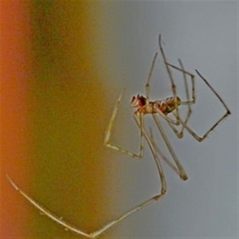 Pholcidae (family)