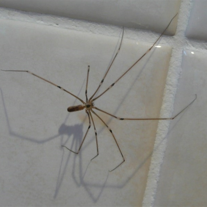 Daddy Longlegs Revisited (Family Phalangiidae) – Field Station