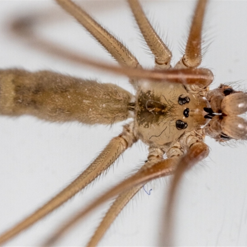 Daddy Longlegs Revisited (Family Phalangiidae) – Field Station