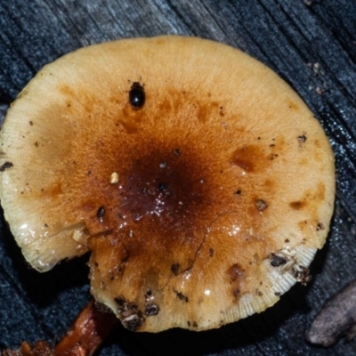 Pholiota communis