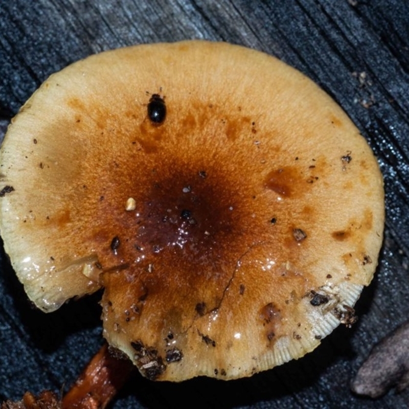 Pholiota communis