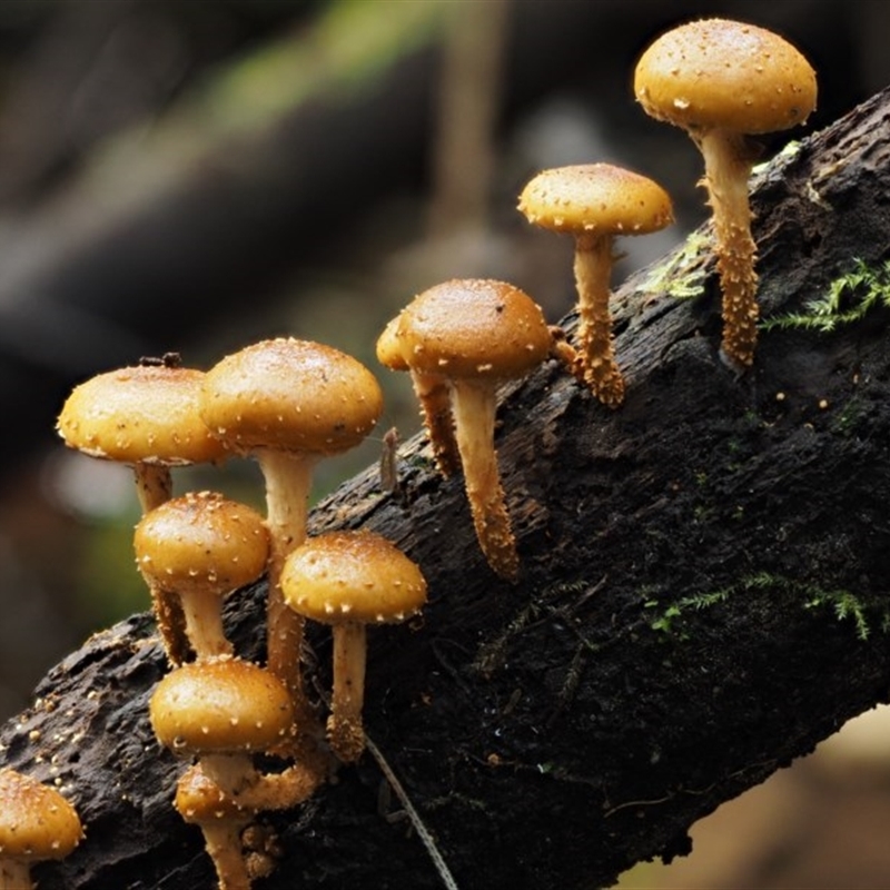 Pholiota squarrosipes