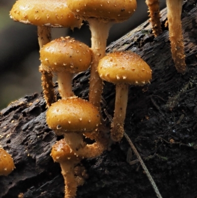 Pholiota squarrosipes