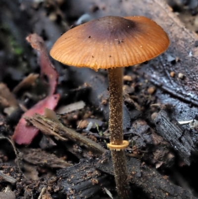 Pholiotina rugosa