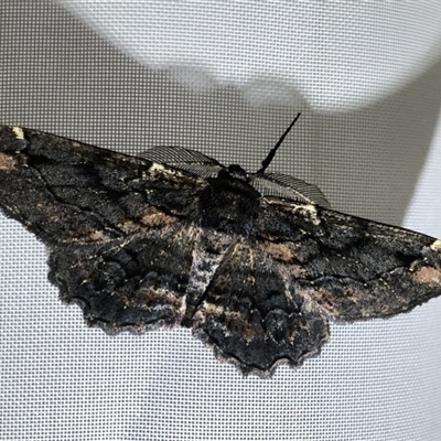 Pholodes sinistraria