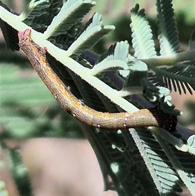 Pholodes sinistraria